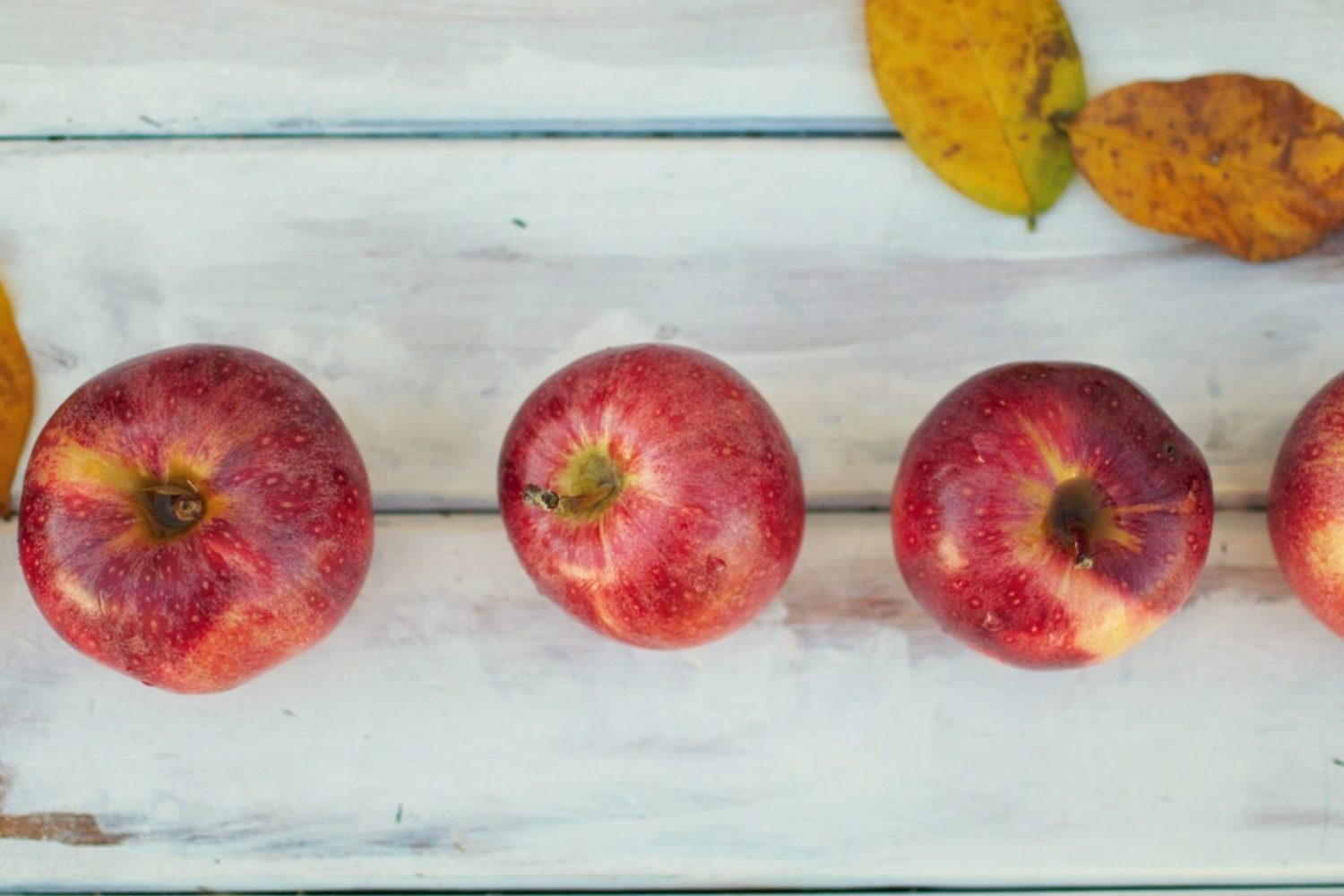 Virtual activities for Teachers planning back to school activities.
