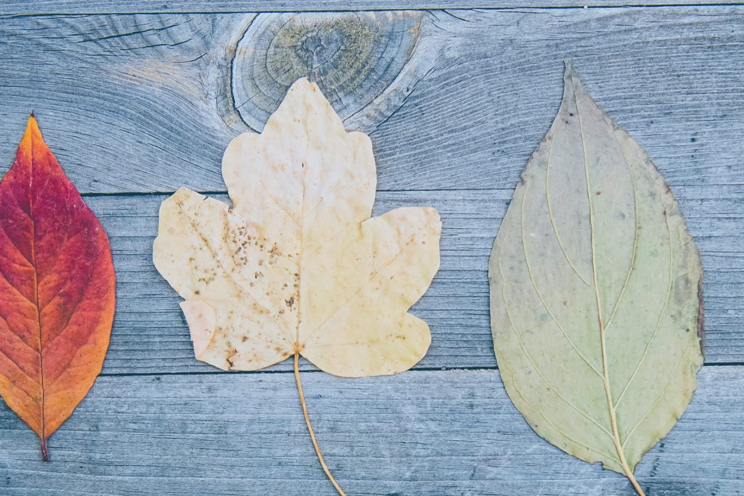 How To Give Students A Choice In Their Learning With Activities