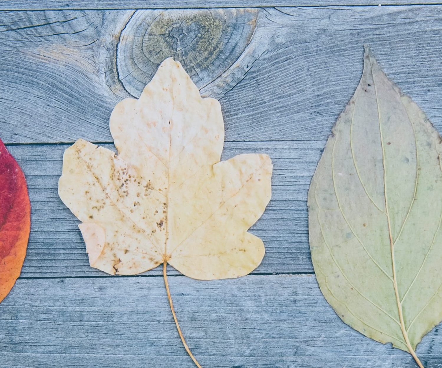 How To Give Students A Choice In Their Learning With Activities