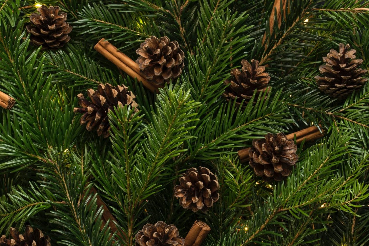 Joyeuses Fêtes! Happy Holidays! Merry Christmas! Joyeux Noël!