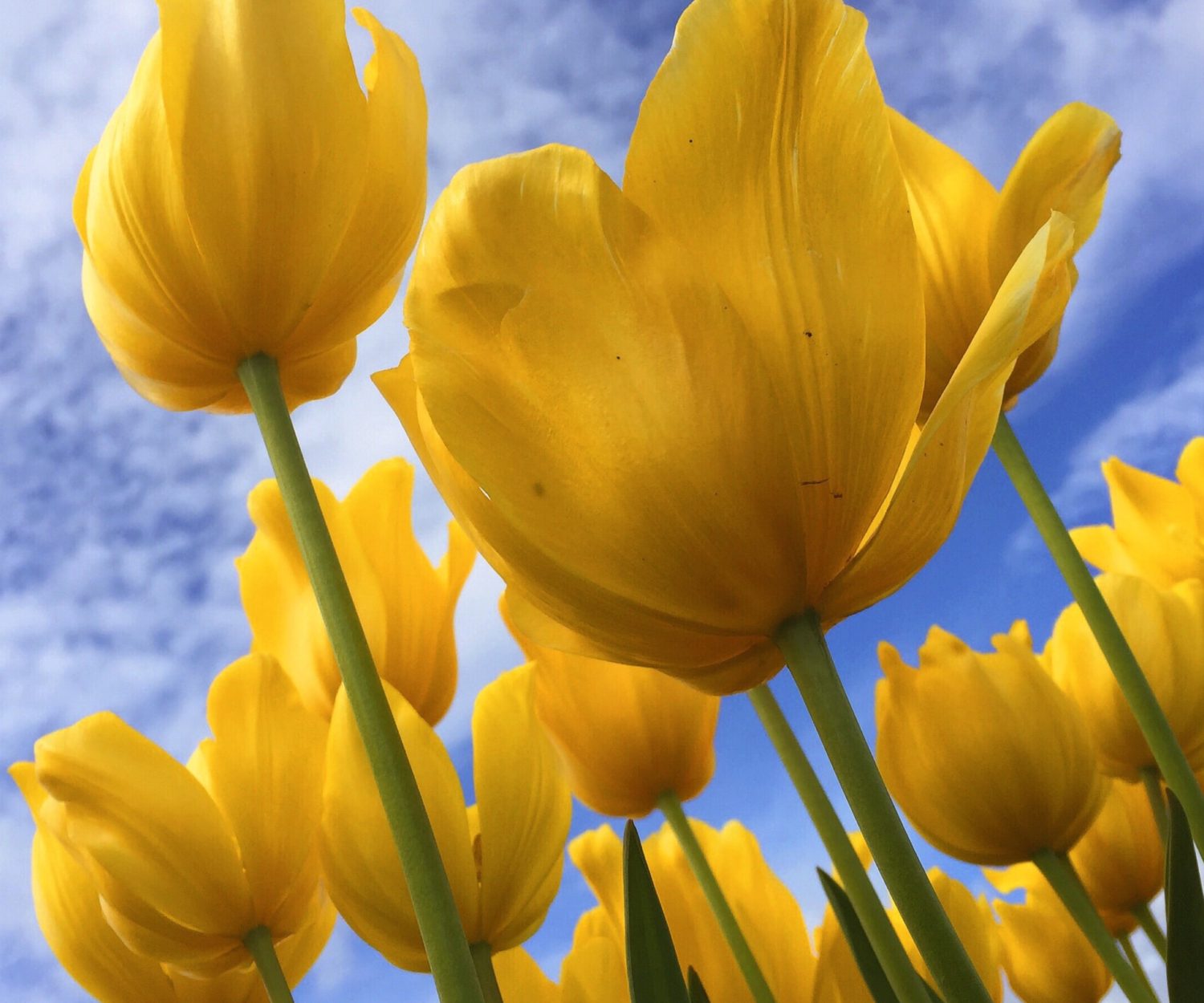 Flowers need time to bloom... so do you.