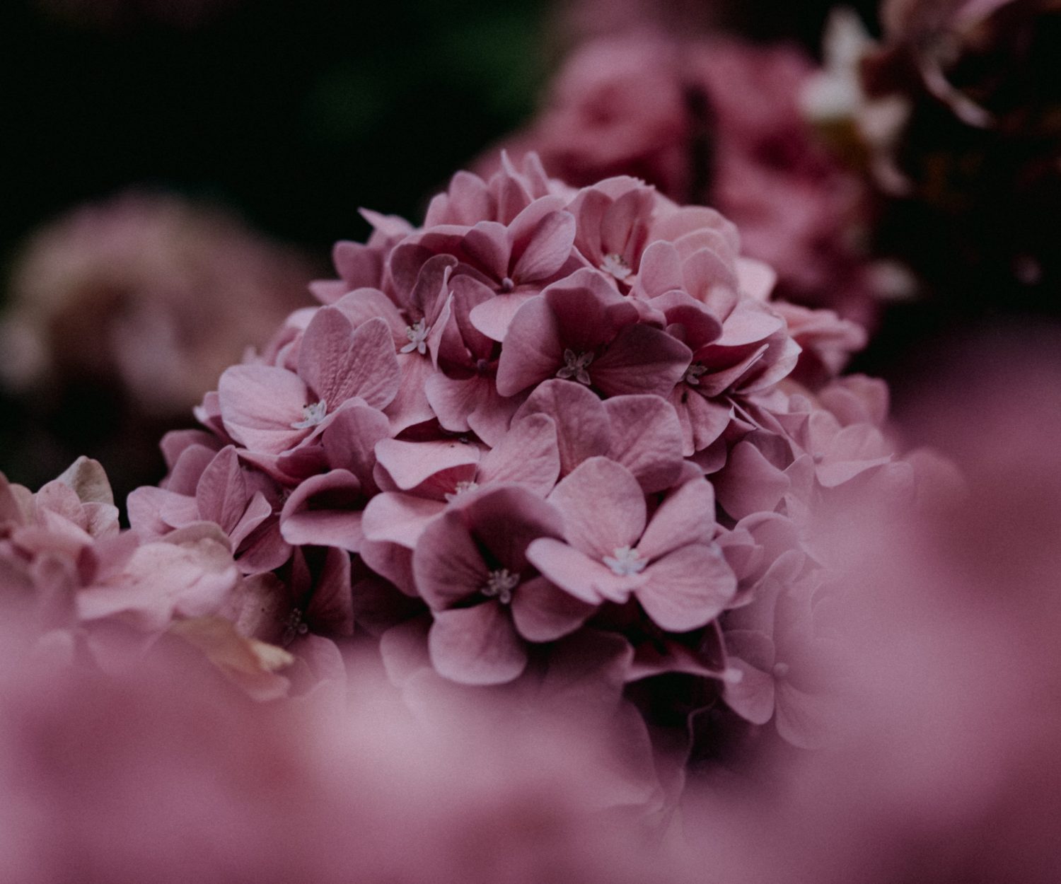 Flowers Need Time To Bloom…So Do You