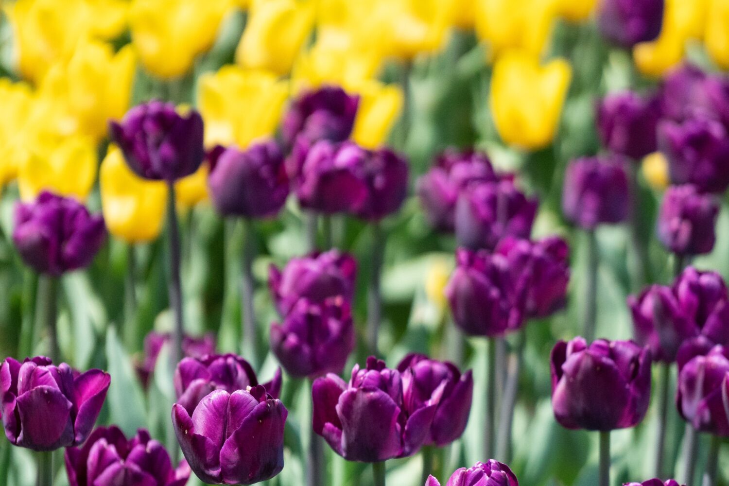 Hello Spring! The Season Of New Beginnings