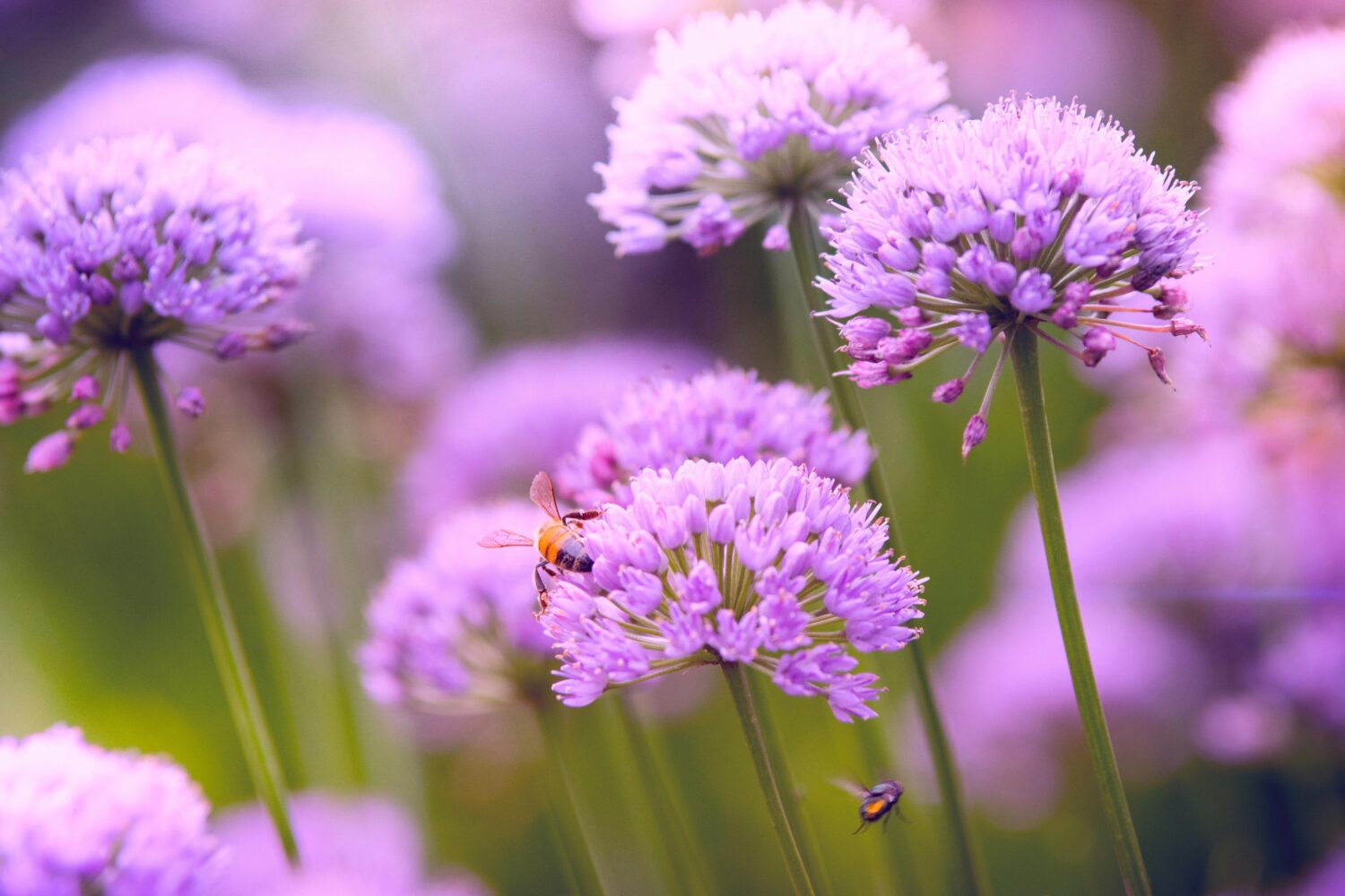 A Timeline On Growth