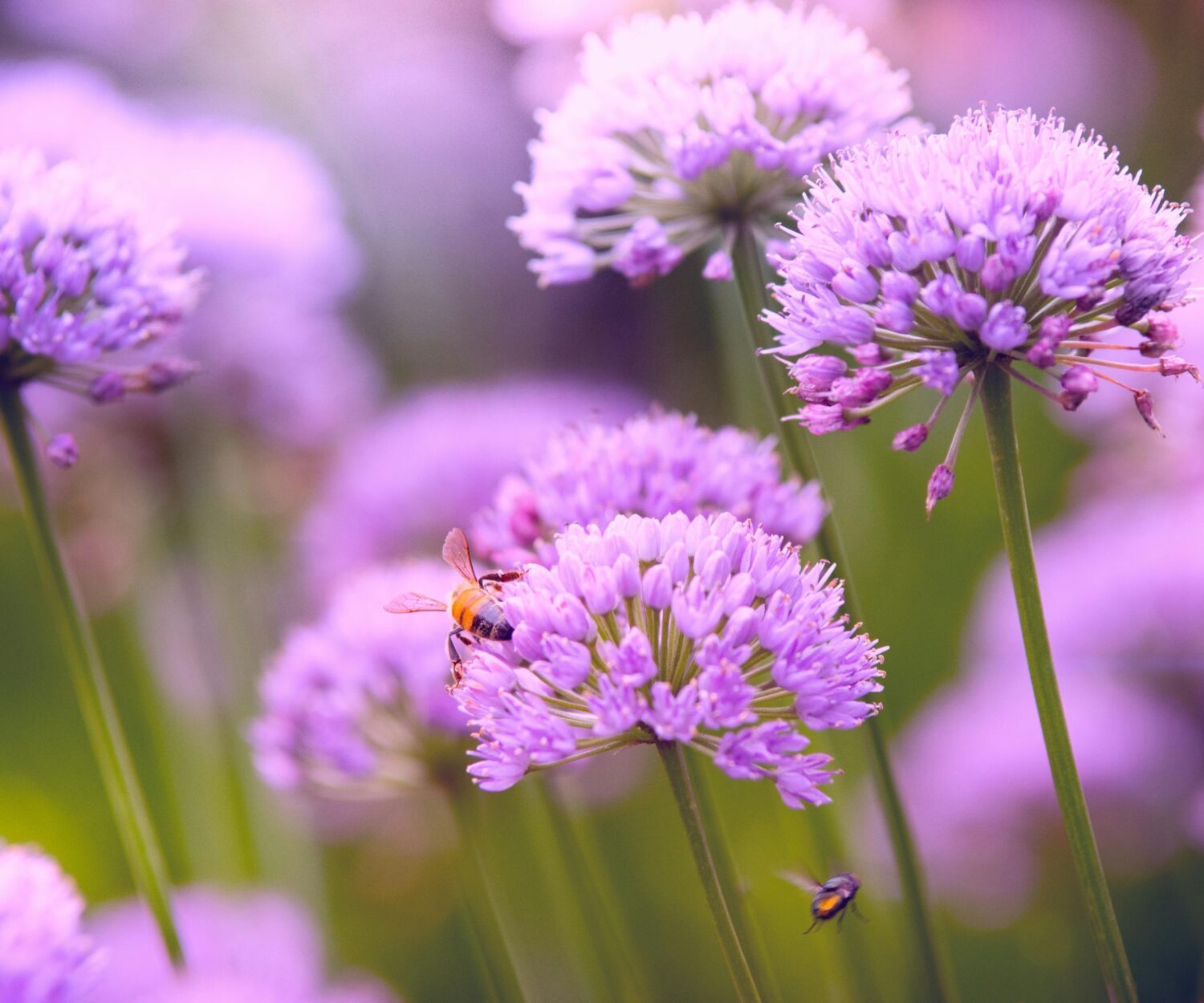 A Timeline On Growth